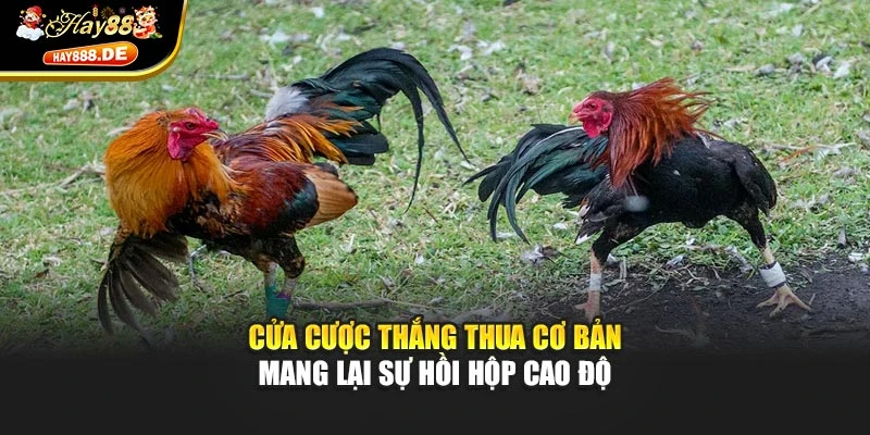 Cửa cược thắng thua cơ bản mang lại sự hồi hộp cao độ