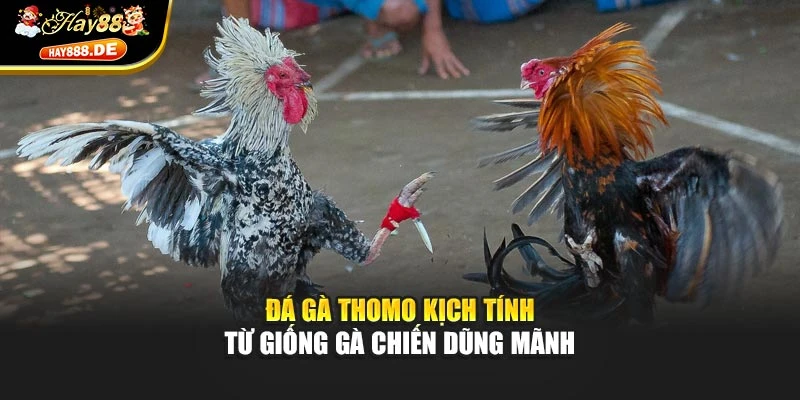Đá gà Thomo kịch tính từ giống gà chiến dũng mãnh